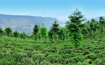 个人林业工作总结模板6篇