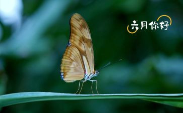 幼儿园六月份教师工作总结6篇