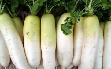 拔萝卜小小班教案模板8篇