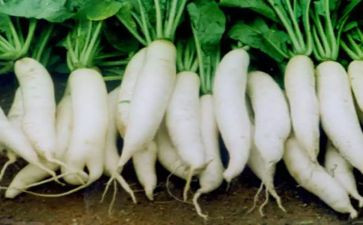 小班拔萝卜教案语言教案优质7篇