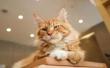 猫读后感600字作文推荐5篇
