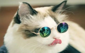 关于猫的作文500字最新6篇