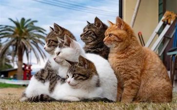 《猫》的读后感作文500字通用7篇
