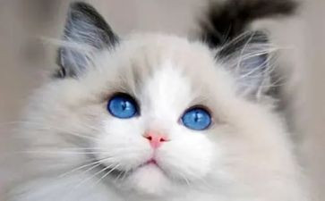 《猫》的读后感作文500字最新5篇