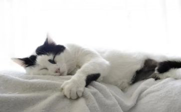 爱护猫的演讲稿模板8篇