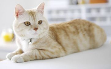 朝花夕拾猫和狗读后感优秀6篇