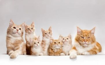 穿鞋子的猫的读后感5篇
