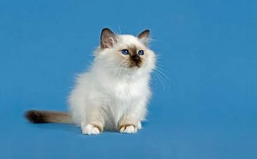 爱护猫的演讲稿最新7篇