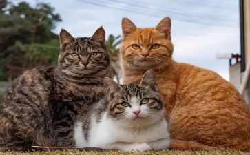 黏上我的猫读后感模板8篇