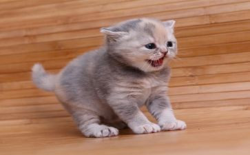 猫的作文小学生作文参考5篇