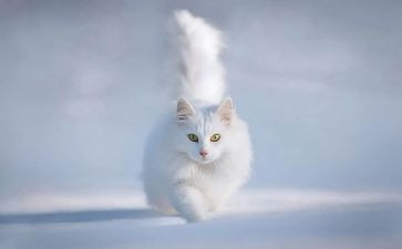 介绍猫的作文600字参考6篇