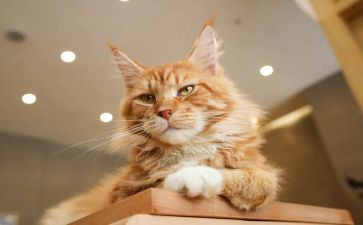熊猫?A作文300字最新7篇