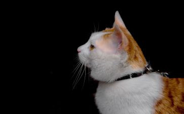 爱护猫的演讲稿7篇