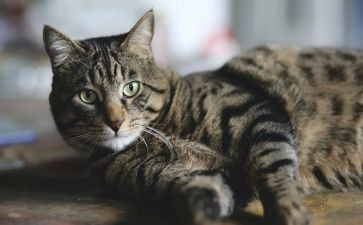 猫读后感600字作文精选8篇