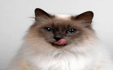 《找小猫》教案参考6篇