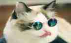 《猫》听课心得6篇