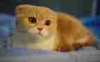 猫观后感500字优秀7篇