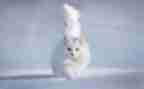 猫先生教作文优秀6篇
