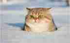 《猫》听课心得推荐7篇