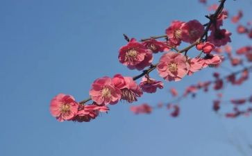 以梅为题的作文通用5篇