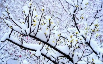 雪梅作文600字6篇