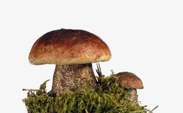 幼儿园小班蘑菇画教案6篇