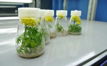 培养青年教师工作总结模板8篇