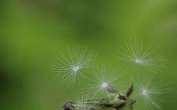 美丽的蒲公英花作文6篇
