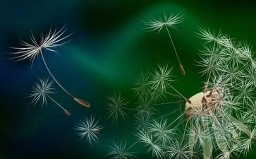 写蒲公英作文推荐5篇