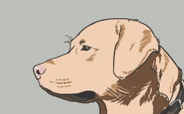 警犬拉拉读后感400字6篇