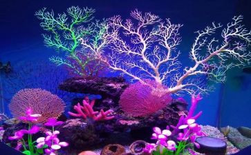 白天鹅红珊瑚的读后感5篇