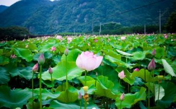 我的假生活作文600字模板6篇