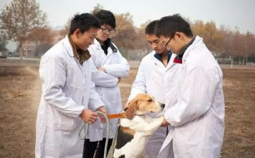 高级兽医师个人述职报告7篇