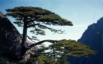 松鼠的教学反思7篇