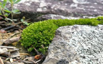 苔读后感300字优质6篇