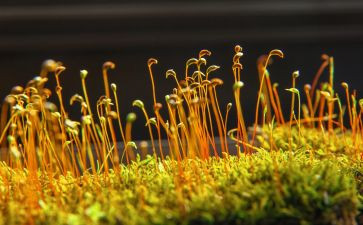 苔丝读后感作文8篇