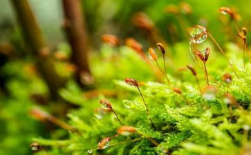 苔读后感300字精选7篇