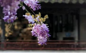 《紫藤萝瀑布》优秀教案8篇