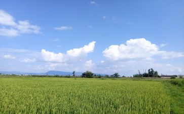 动物和天气教案6篇