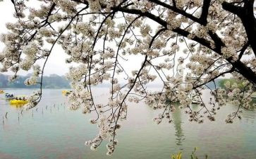 梦想起飞作文5篇