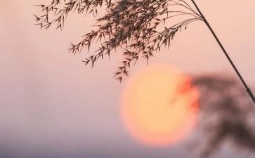 骆驼祥子7读后感优秀6篇