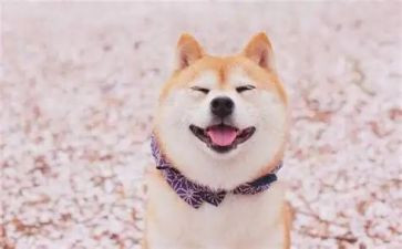 关于笑对挫折的演讲稿7篇