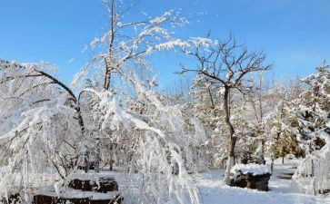 我下雪了作文5篇