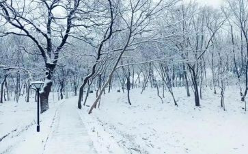 我下雪了作文优秀6篇