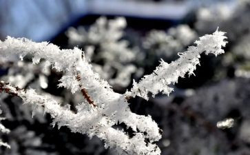 我爱雪作文参考8篇