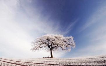 关于雪的演讲稿800字优秀8篇