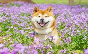有趣的事四年级作文推荐6篇