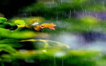 雨中的爱演讲稿精选6篇