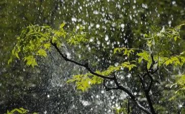 一场雨作文参考7篇