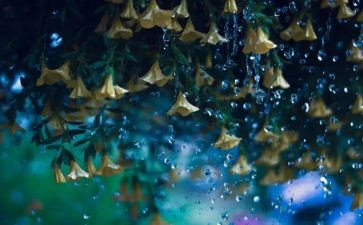 雨巷教案教案5篇